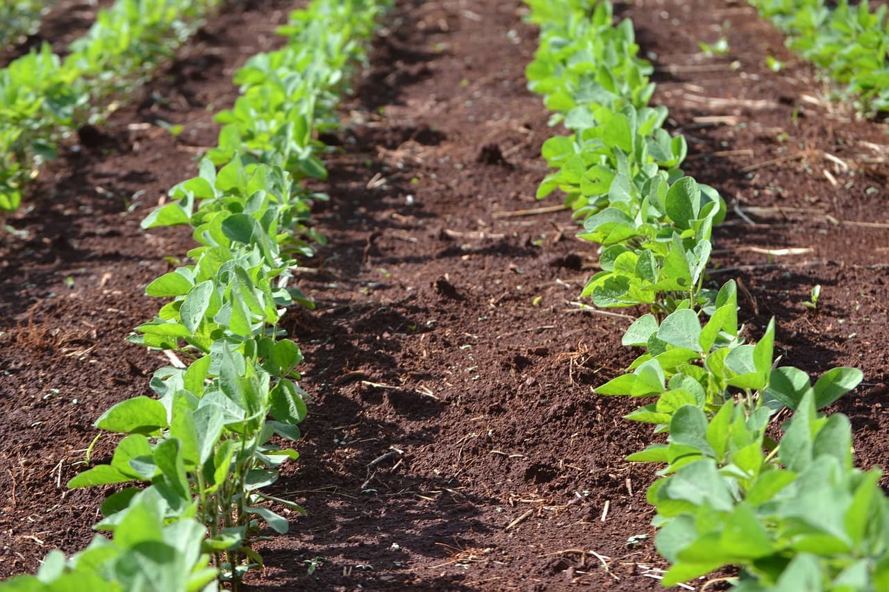 Soybeans